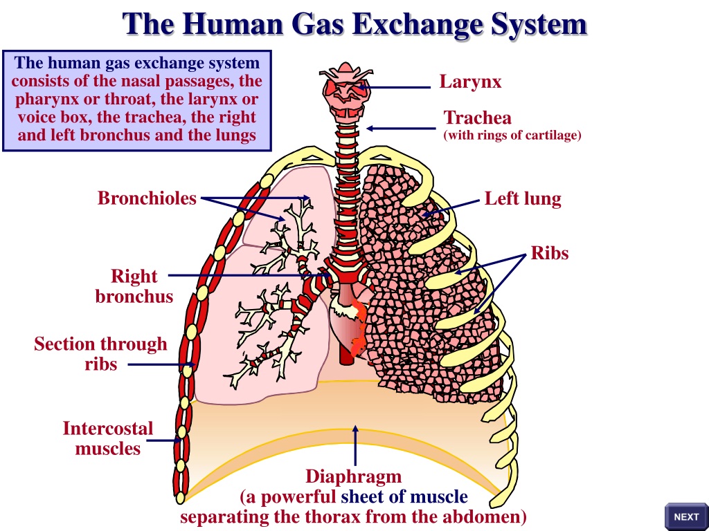 PPT - Human Gas Exchange System and Alveoli: Function and Structure ...