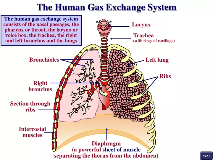 Ppt - The Human Gas Exchange System Consists Of The Nasal Passages, The 