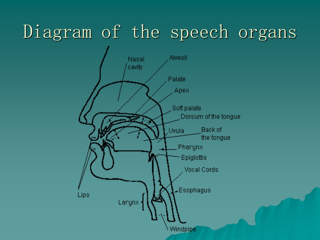 speech organs meaning