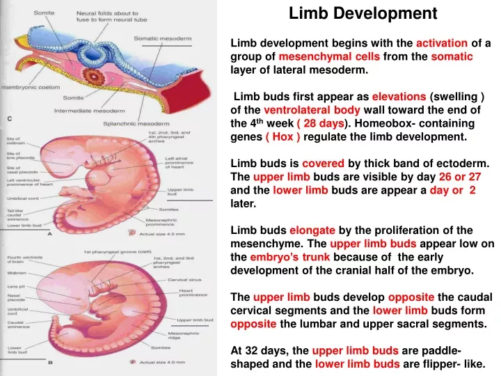 PPT - Limb Development PowerPoint Presentation, Free Download - ID:9420185