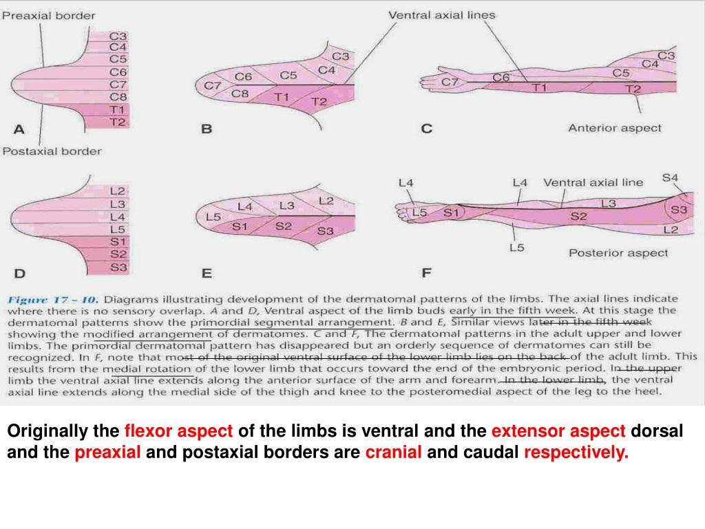 PPT - Limb Development PowerPoint Presentation, Free Download - ID:9420185