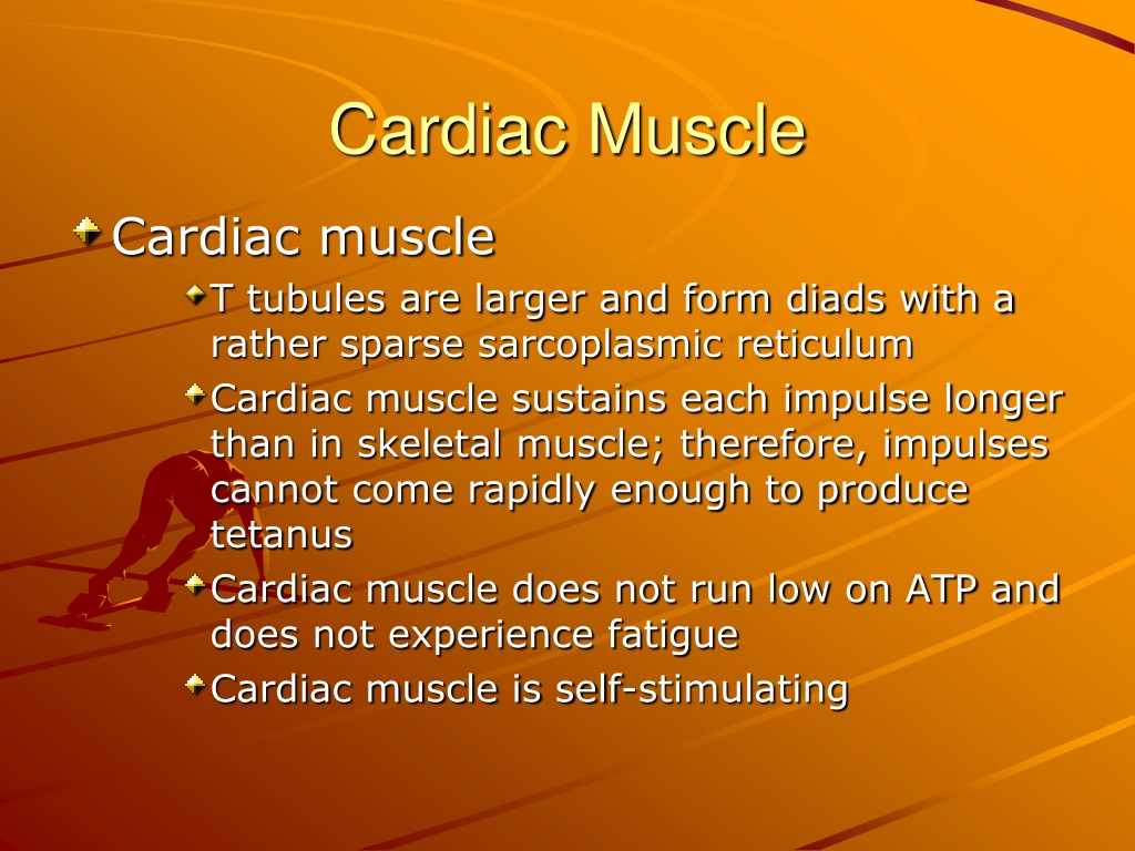 write an essay on cardiac muscle