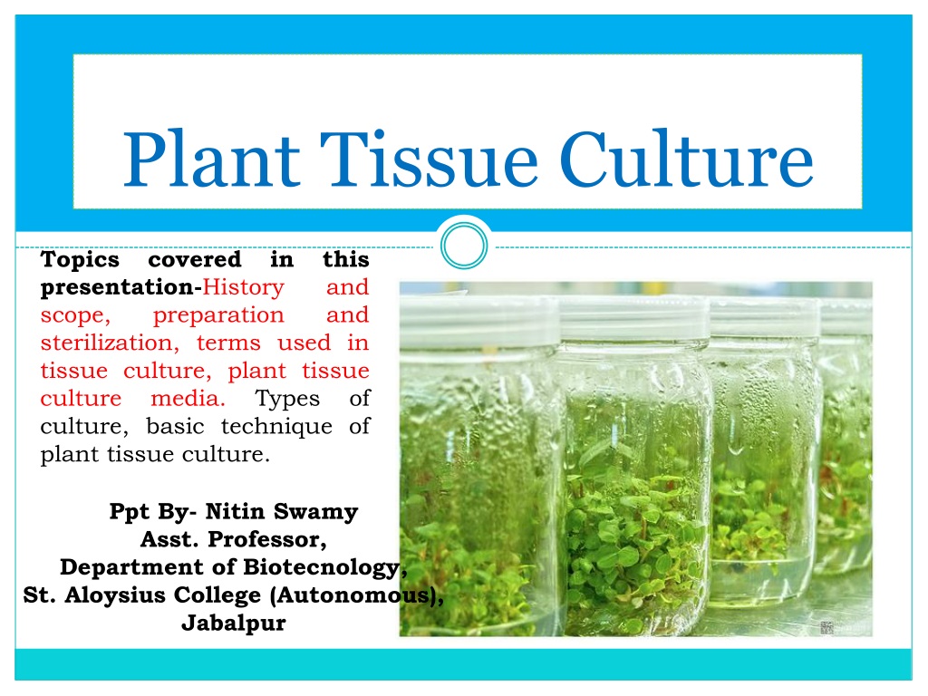 PPT - Plant Tissue Culture PowerPoint Presentation, free download -  ID:9421302