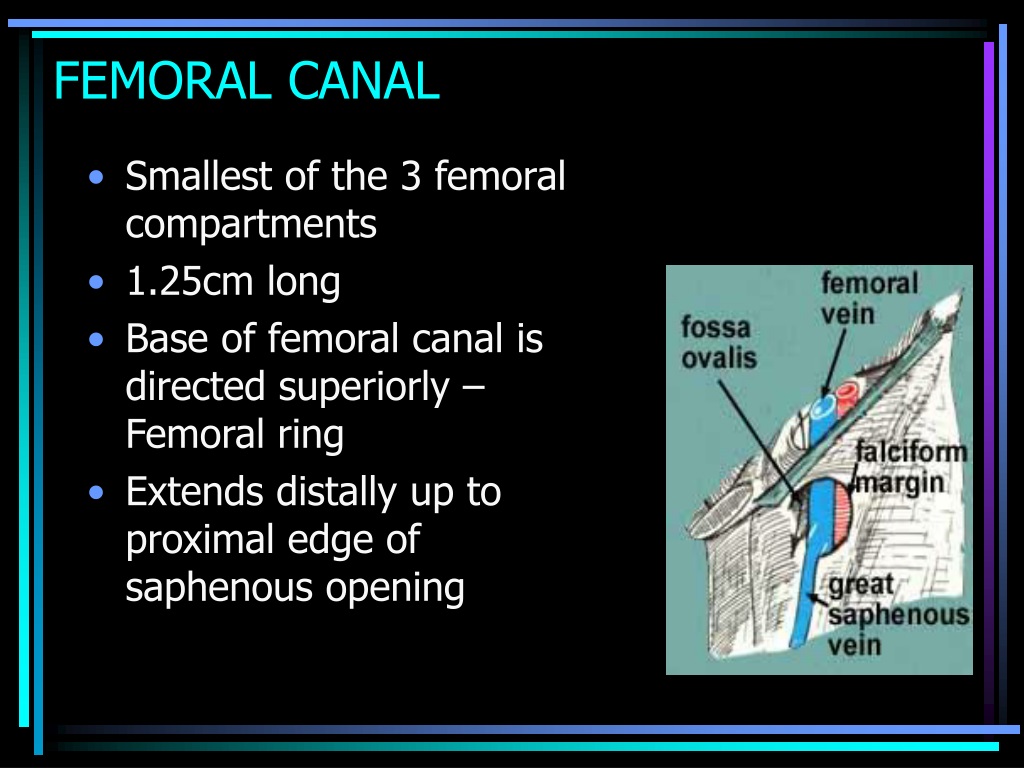 PPT - Inguinal , femoral and scrotal regions PowerPoint Presentation, free  download - ID:711110