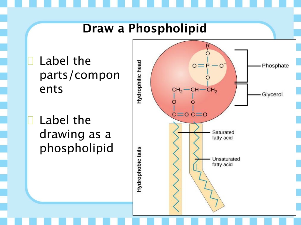 label the different components of a phospholipid. Membrane plasma