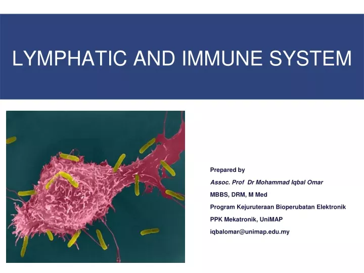 Ppt Lymphatic And Immune System Powerpoint Presentation Free Download Id9429362 