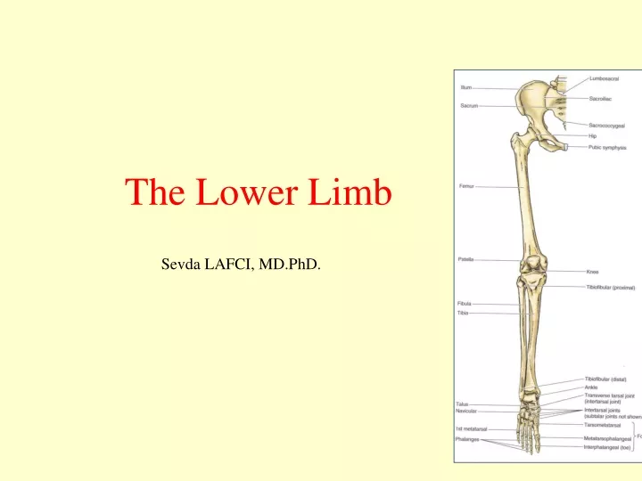 PPT - The Lower Limb PowerPoint Presentation, Free Download - ID:9430059