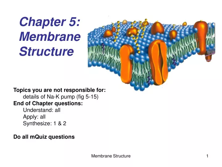 chapter 5 membrane structure n.