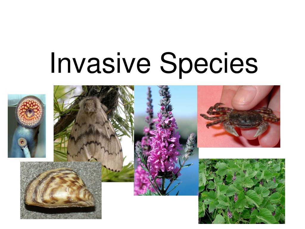 PPT - Invasive Species PowerPoint Presentation, Free Download - ID:9431948