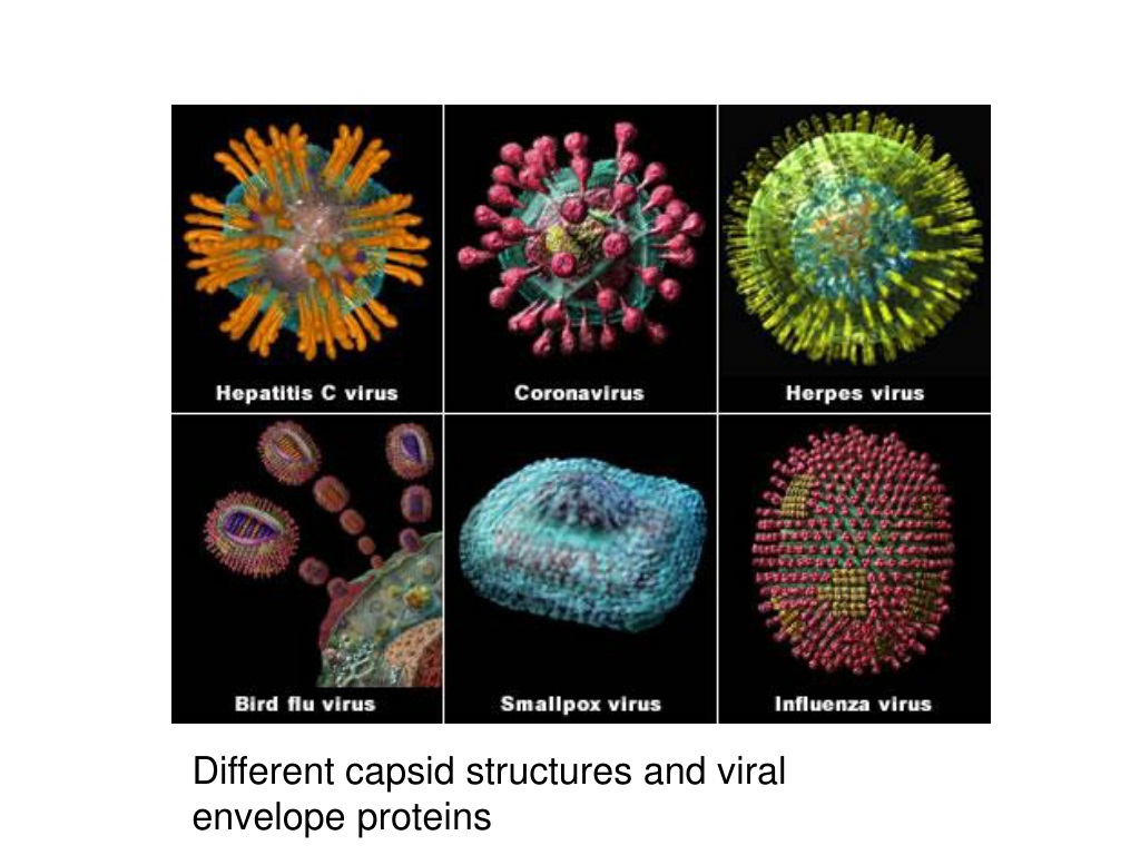 Вирусы названия 5 класс. Вирусы и их названия. Различные вирусы. Название разных вирусов. Разные вирусы.