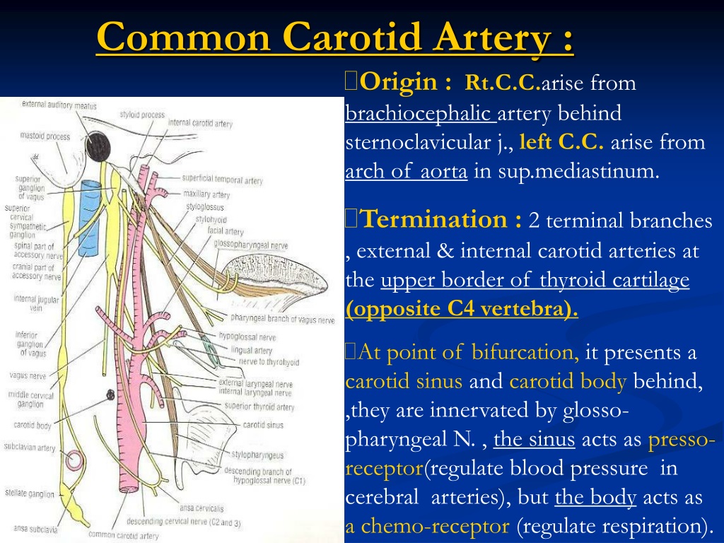 common carotid artery bifurcation