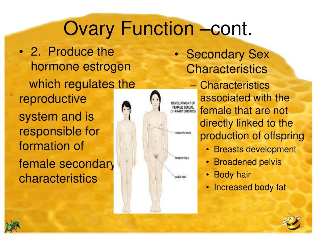 PPT The REPRODUCTIVE System PowerPoint Presentation Free Download 