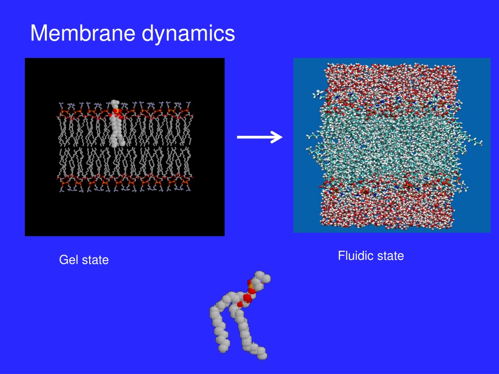 Ppt Membrane Transport Powerpoint Presentation Free Download Id