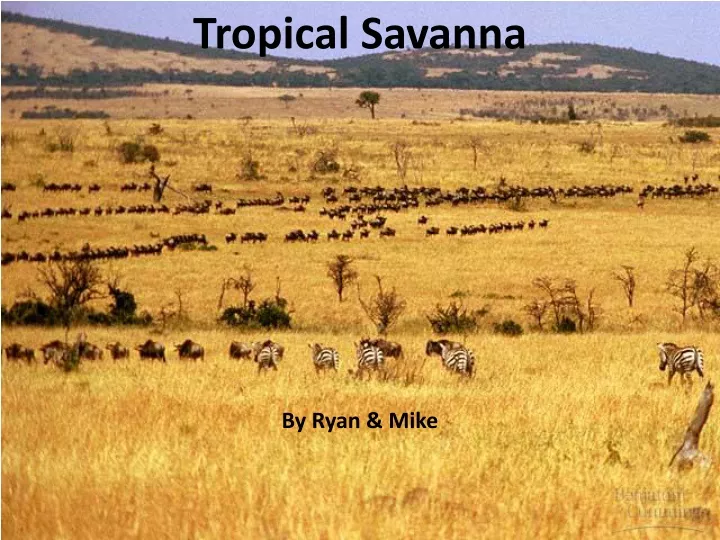 tropical savanna n.