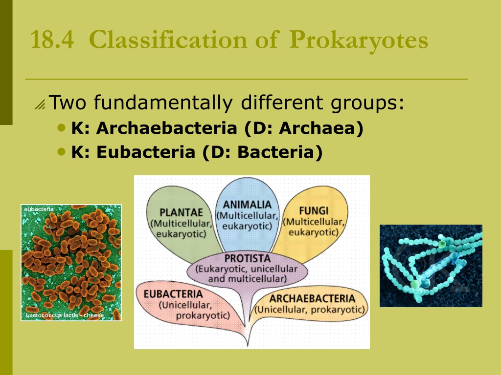 Ppt Ch 18 Viruses And Prokaryotes Powerpoint Presentation Free