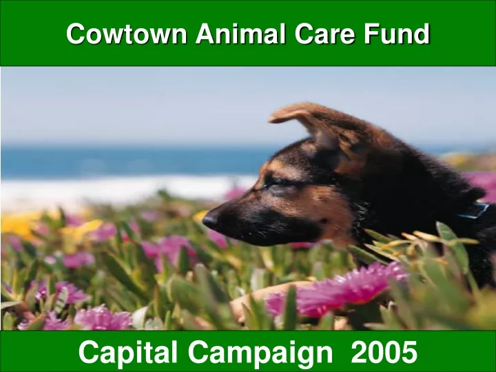 cowtown animal care fund n.
