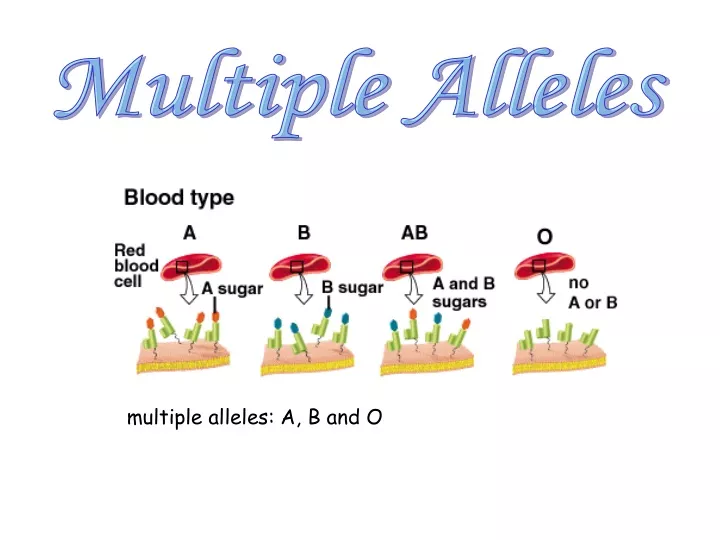 Ppt Multiple Alleles Powerpoint Presentation Free Download Id9440221 8312