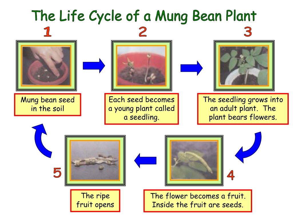 Bean Seed Life Cycle