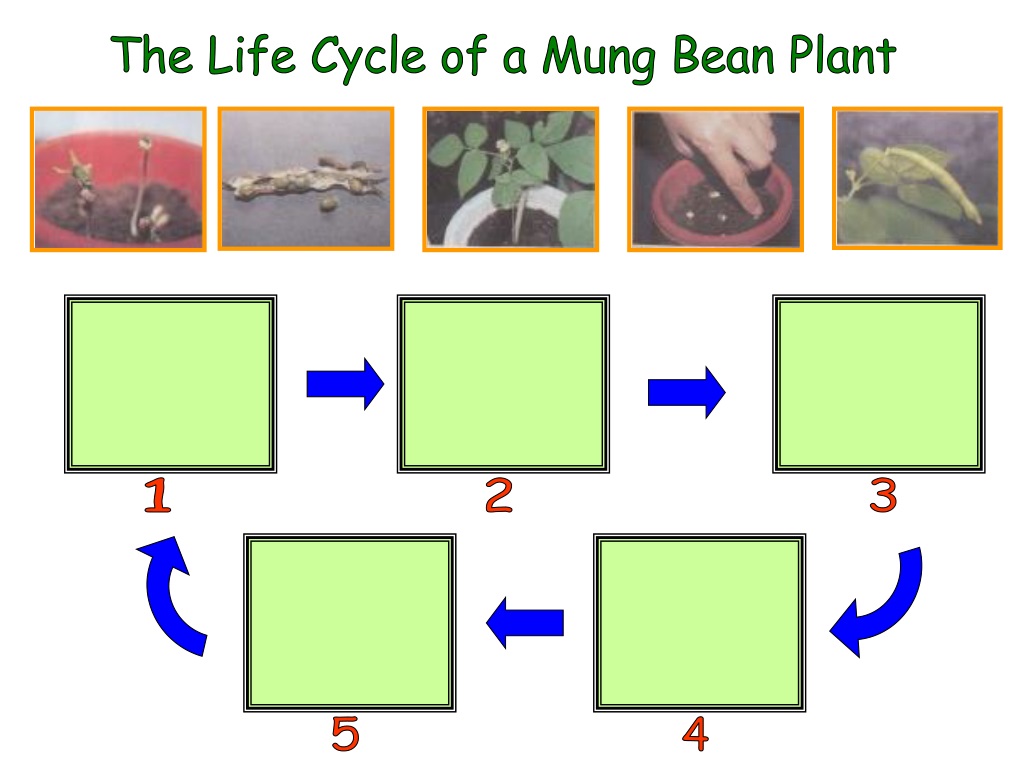PPT - The Life Cycle of a Mung Bean Plant PowerPoint Presentation, free ...