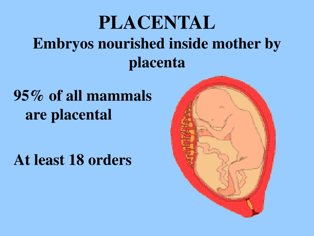 PPT - Mammalian Adaptations PowerPoint Presentation, free download - ID