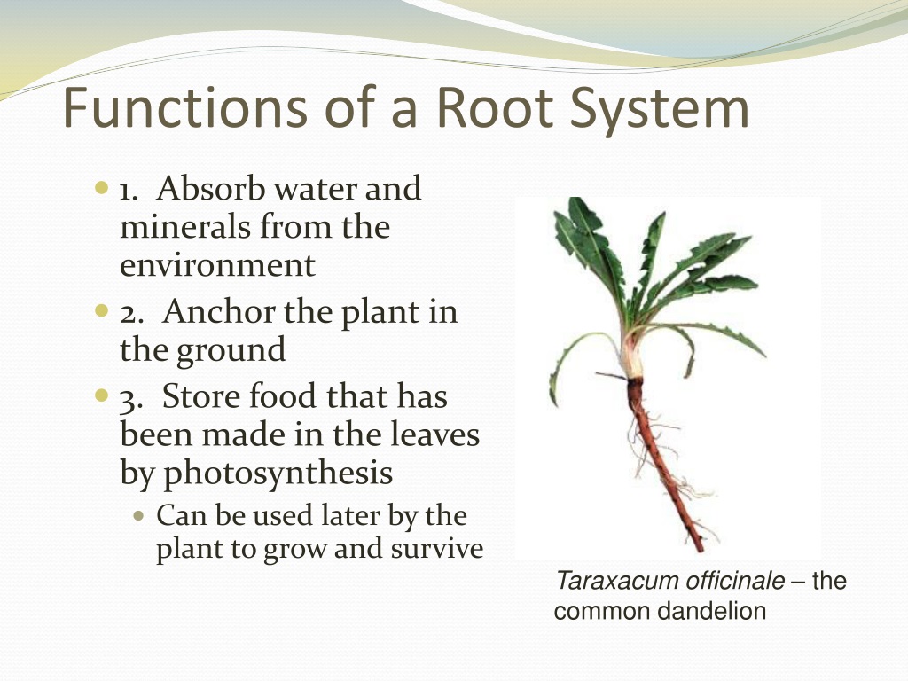 topic-on-anatomy-of-root