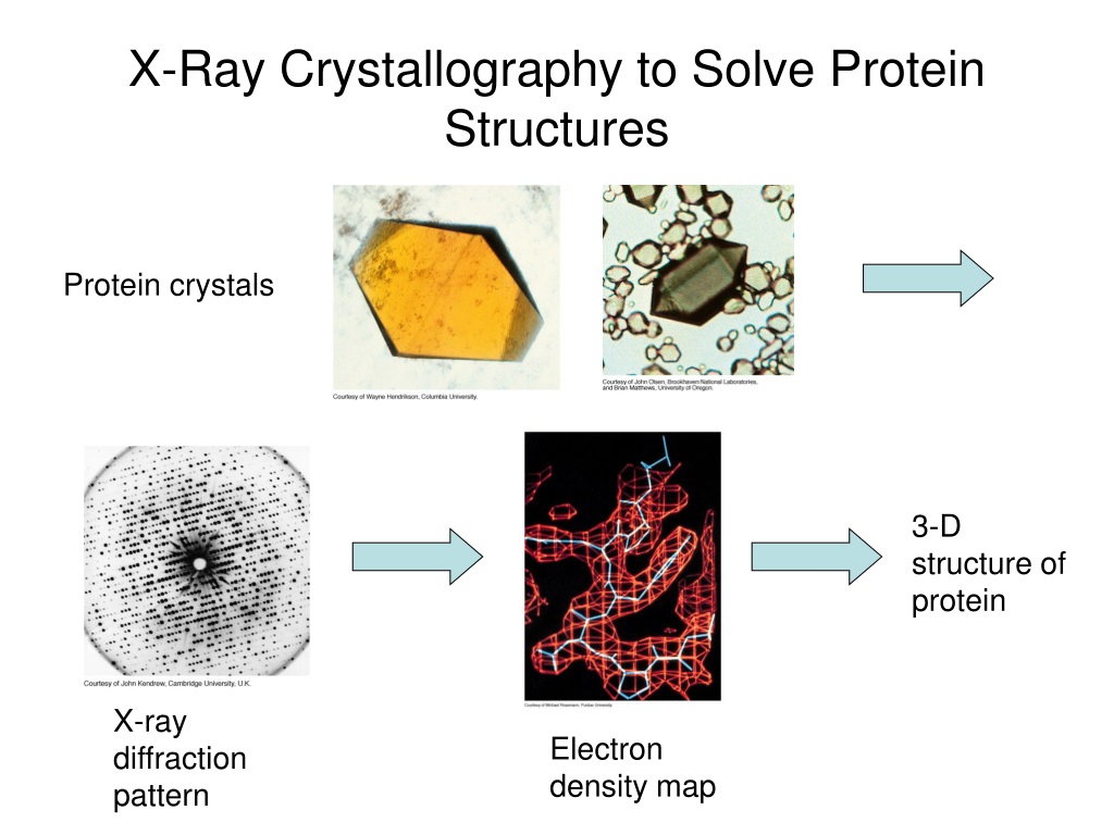 Ppt Three Dimensional Structure Of Proteins Powerpoint Presentation Free Download Id 9443534