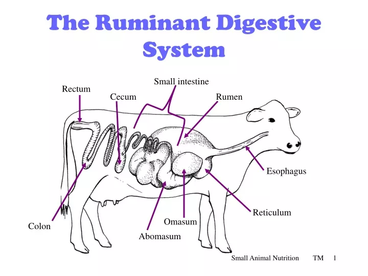 PPT - The Ruminant Digestive System PowerPoint Presentation, free ...