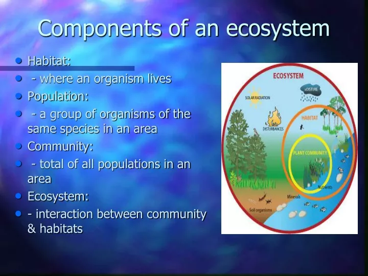 PPT - Components Of An Ecosystem PowerPoint Presentation, Free Download ...