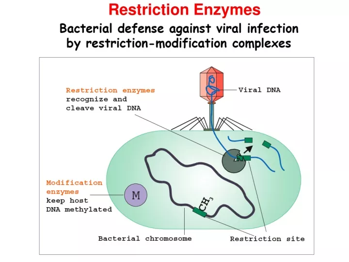 ppt-restriction-enzymes-powerpoint-presentation-free-download-id