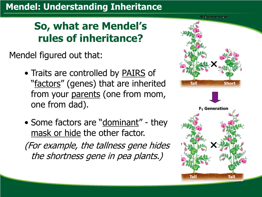 Ppt Mendel Understanding Inheritance Powerpoint Presentation Free