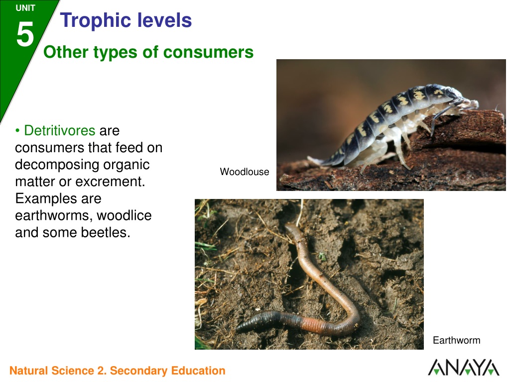 PPT - Trophic Levels In Ecosystems PowerPoint Presentation, Free ...