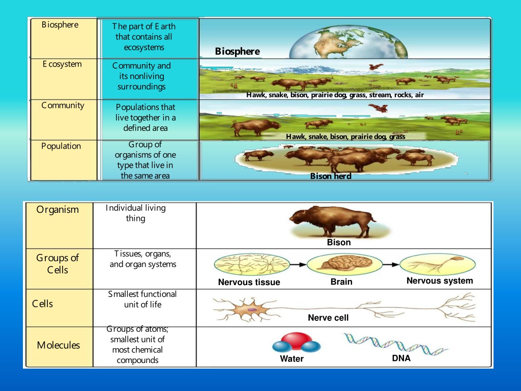 PPT - Ch 1: The Science of Biology PowerPoint Presentation, free ...