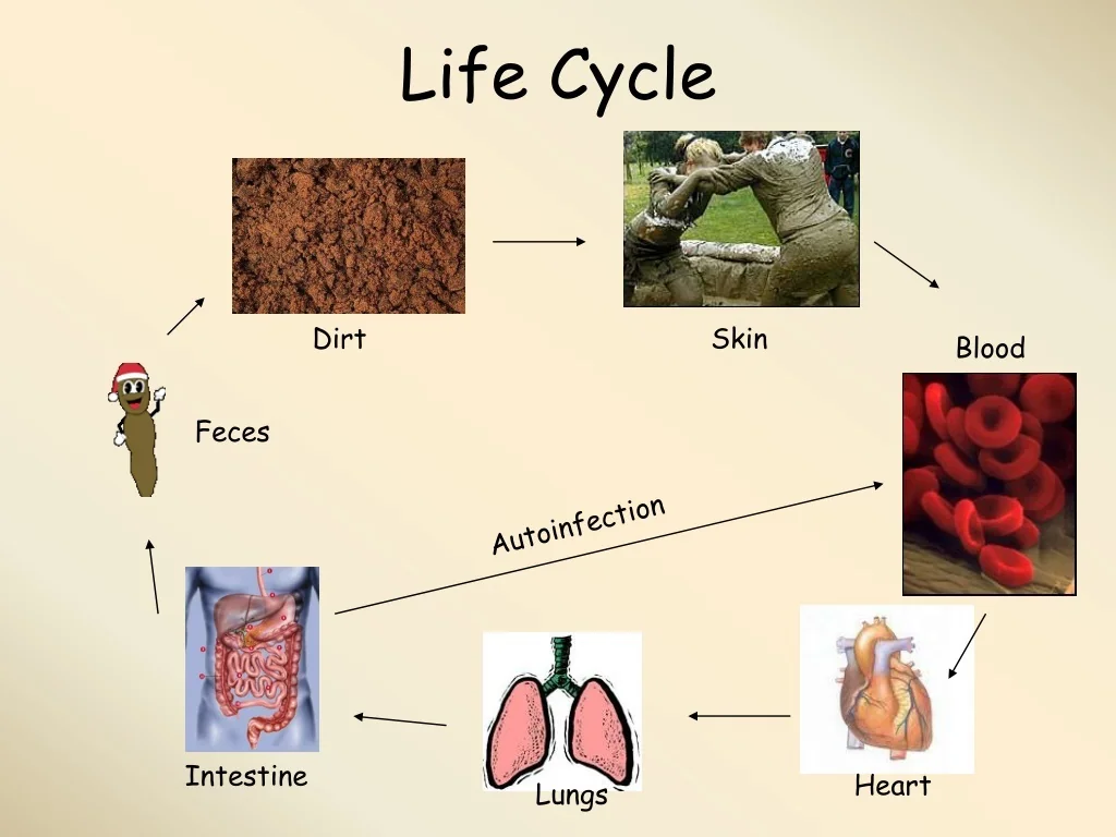 PPT Strongyloides Stercoralis Threadworm PowerPoint Presentation PPT Strongyloides Stercoralis Threadworm PowerPoint Presentation