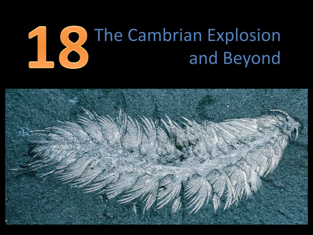 PPT - The Cambrian Explosion And Beyond PowerPoint Presentation, Free ...