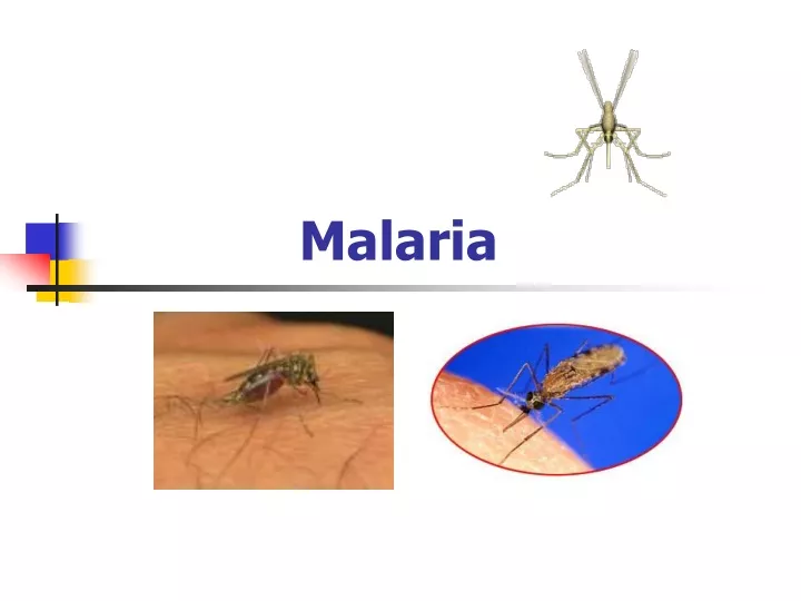 PPT - Malaria PowerPoint Presentation, free download - ID:9458402