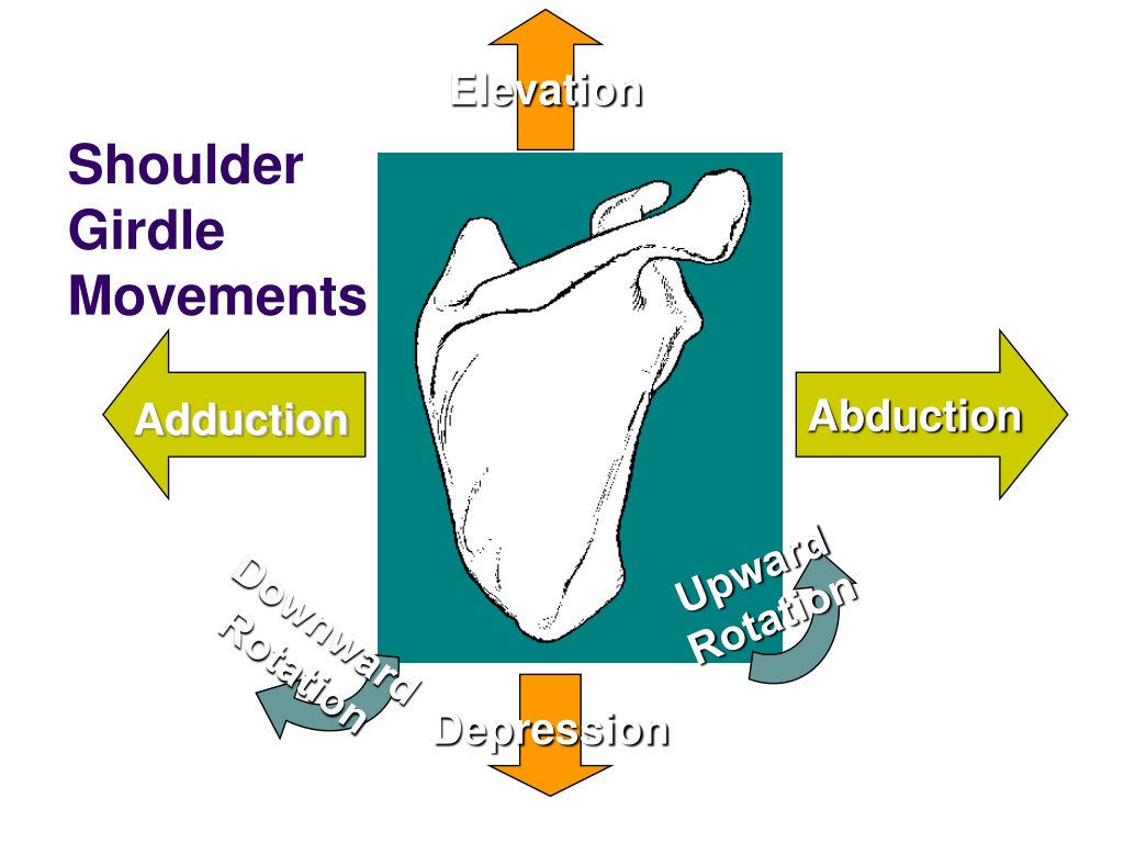 PPT - The Shoulder Girdle PowerPoint Presentation, free download -  ID:2619933