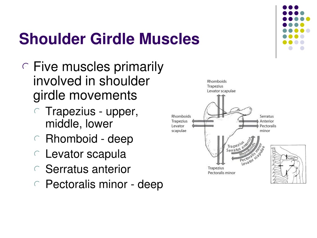 PPT - The Shoulder Girdle PowerPoint Presentation, free download