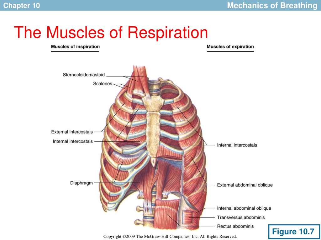 PPT - Respiration During Exercise PowerPoint Presentation, free ...