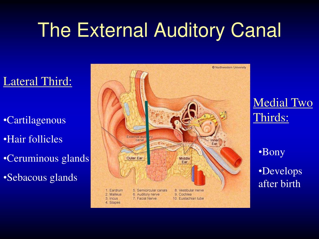 external auditory
