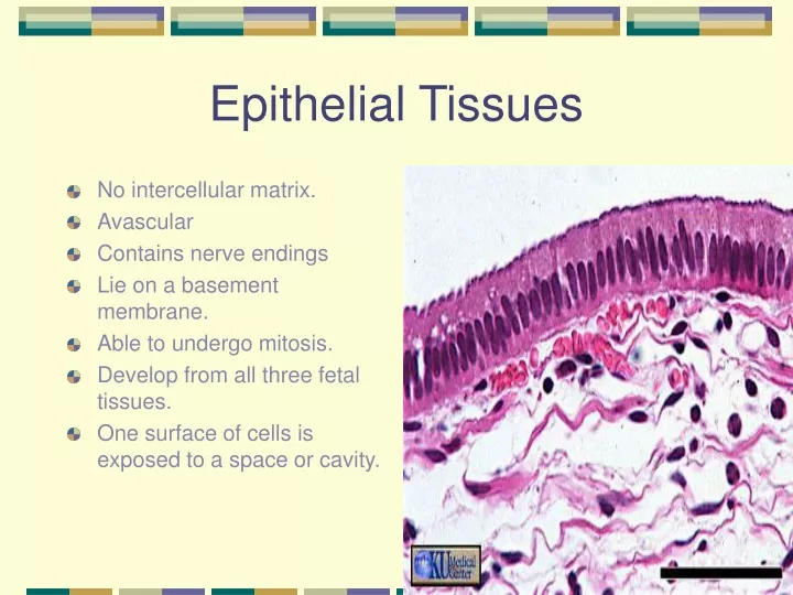 epithelial tissues n.