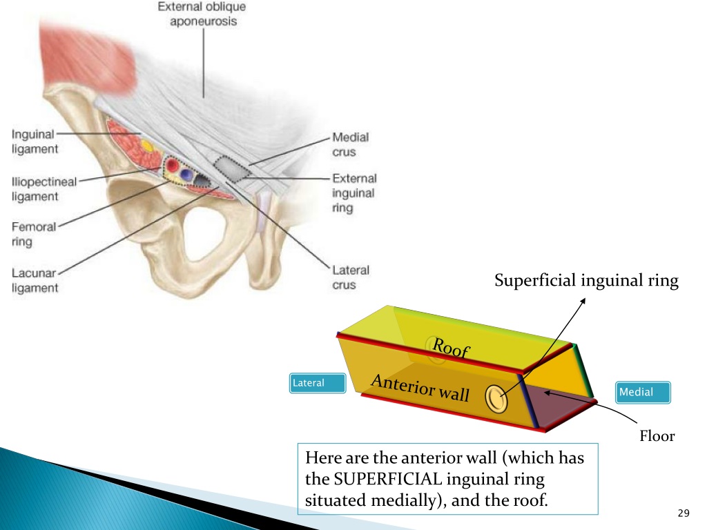 PPT - The abdominal wall and inguinal region PowerPoint Presentation ...