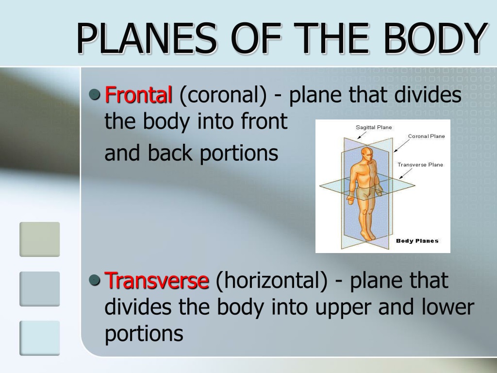 PPT - Positional and Directional Terms PowerPoint Presentation, free ...