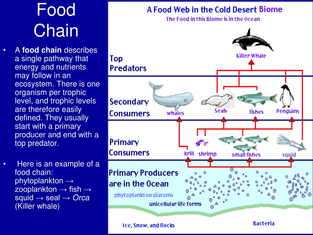 Фитопланктон зоопланктон пищевая цепь. Producer food Chain. Introduction to ecology. Standing-Freshwater ecosystem.