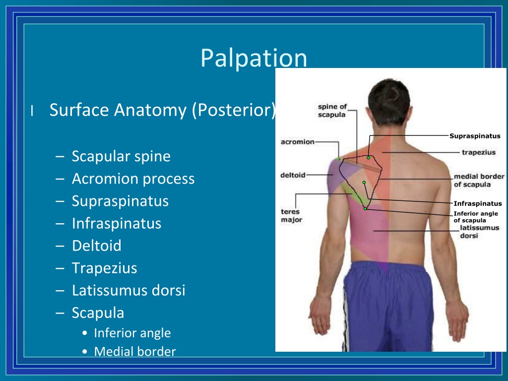 spine of scapula palpation