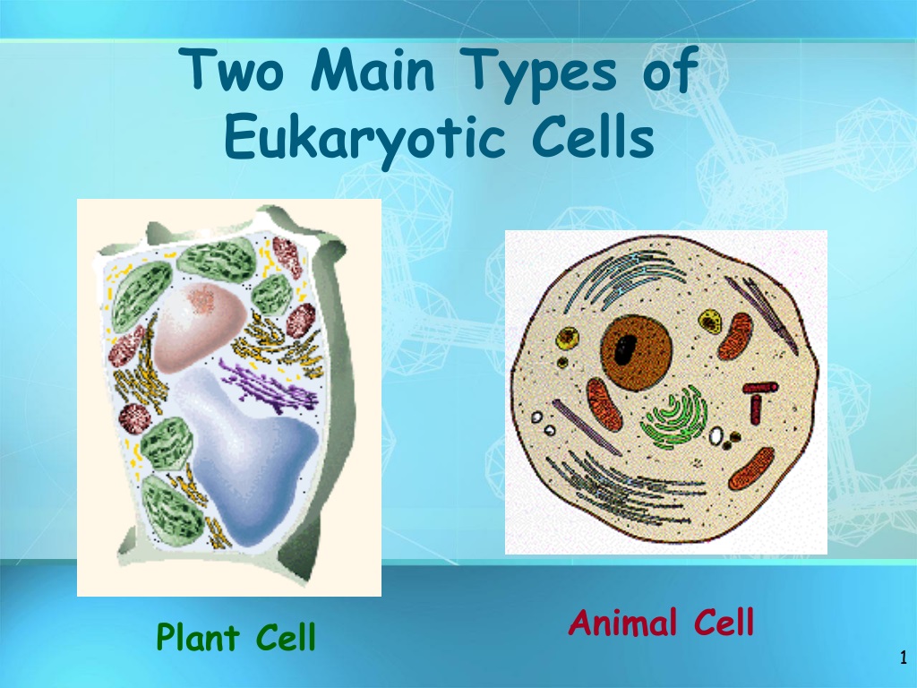 PPT - Two Main Types of Eukaryotic Cells PowerPoint Presentation, free  download - ID:9472173