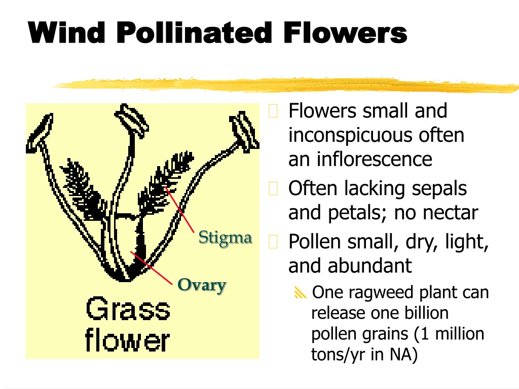 Ppt Understanding Floral Structures And Reproduction Powerpoint Presentation Id9472824 