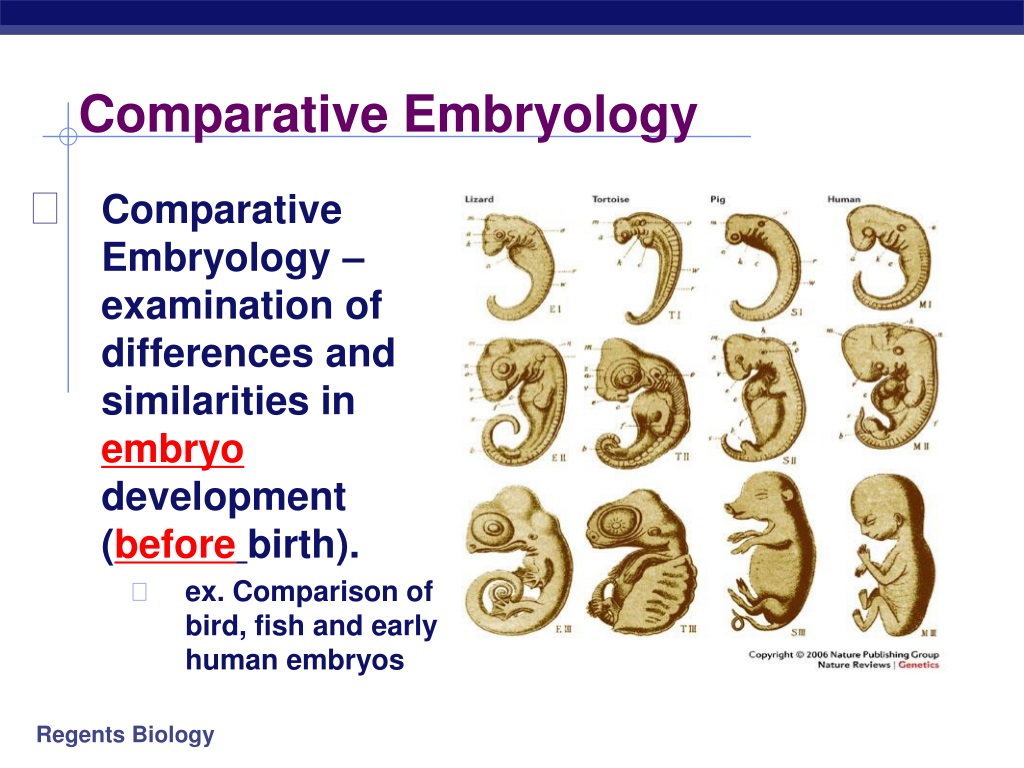 Embryology Chart