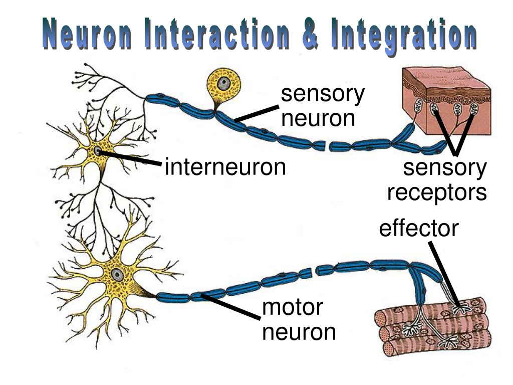 types-of-sensory-neurons