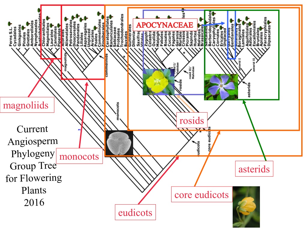 PPT - APOCYNACEAE (including Asclepiaceae) PowerPoint Presentation ...