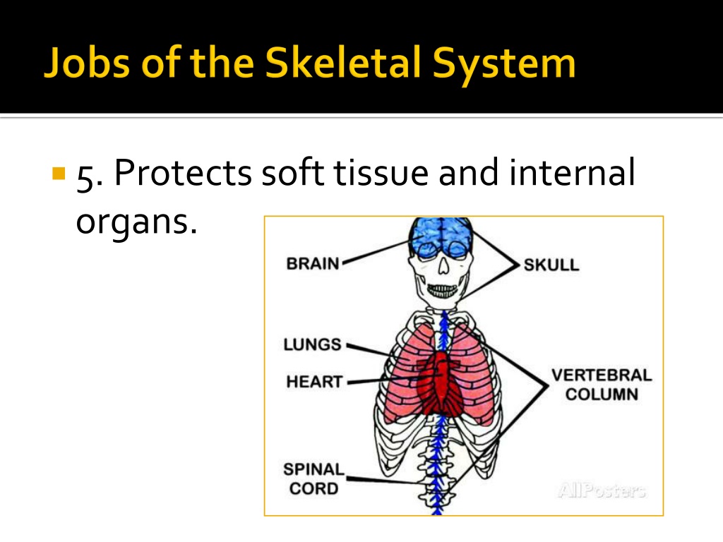 What are the 5 jobs of the skeletal system